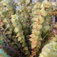  talee di succulente a poco prezzo