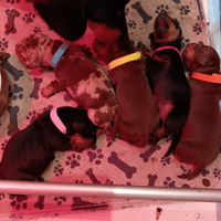 Cuccioli bassotto pelo corto