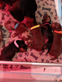 Cuccioli bassotto pelo corto