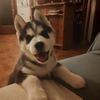 Husky siberian