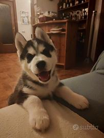 Husky siberian