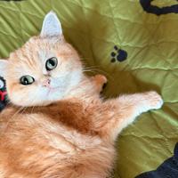 British Shorthair femmina golden pedigree