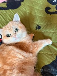 British Shorthair femmina golden pedigree