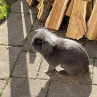 Conigli nani ariete e pelo lungo