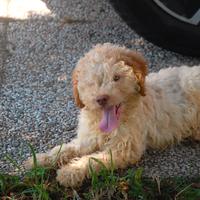 Cuccioli di Lagotto - Pedigree ENCI