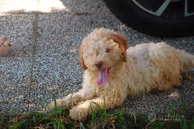 Cuccioli di Lagotto - Pedigree ENCI
