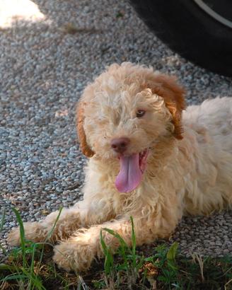 Cuccioli di Lagotto - Pedigree ENCI