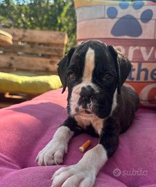 Cuccioli Boxer Maschi
