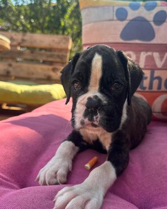 Cuccioli Boxer Maschi