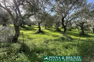 Oristano ULIVETO 1.000 pian PREZZO RIBASSATO