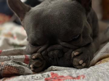 Bulldog francese