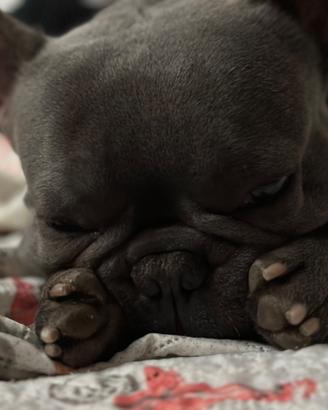 Bulldog francese
