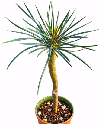 Kleinia neriifolia, pianta succulenta