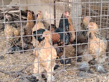 Galline Brhama