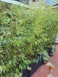 bamboo nigra