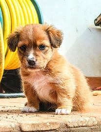 Meticcio Cucciolo piccola taglia 6 kg da adulto