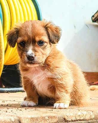 Meticcio Cucciolo piccola taglia 6 kg da adulto