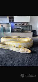 Python bivittatus