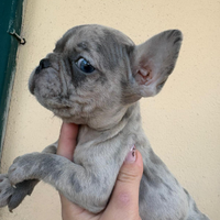 Bulldog francese Liliak