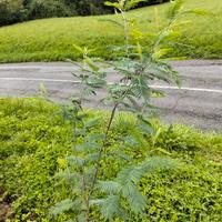 acero rosso giapponese e mimosa