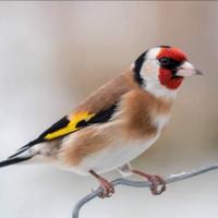 Cardelline