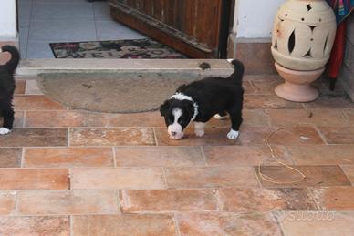 Femmina Border Collie