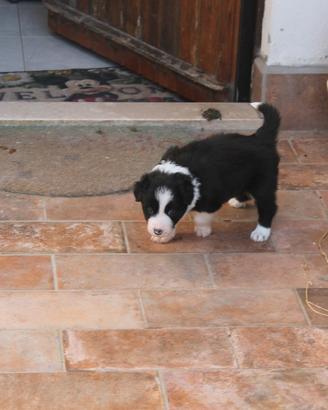 Femmina Border Collie