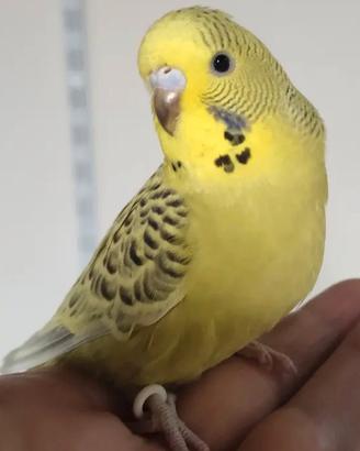 Cocorite allevati a mano 