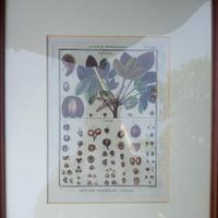 Stampa Botanica con cornice