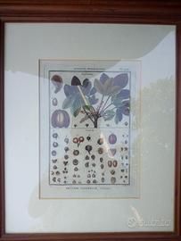Stampa Botanica con cornice