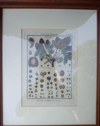 Stampa Botanica con cornice