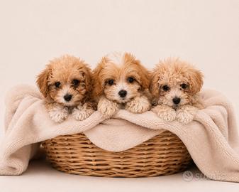Maltipoo Mini Toy disponibili subito