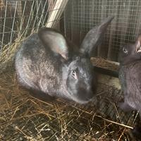 Conigli da allevamento