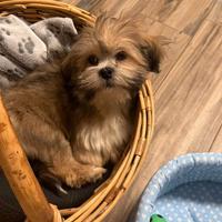 Dolcissimo cucciolo di Lahsa Apso