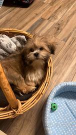 Dolcissimo cucciolo di Lahsa Apso