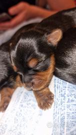 Cuccioli Yorkshire Terrier