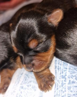 Cuccioli Yorkshire Terrier