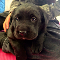 Labrador retriever