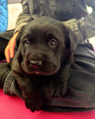 Labrador retriever