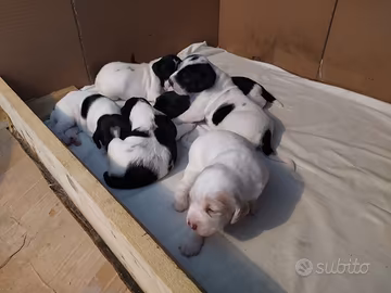 Cuccioli di cane da tartufo