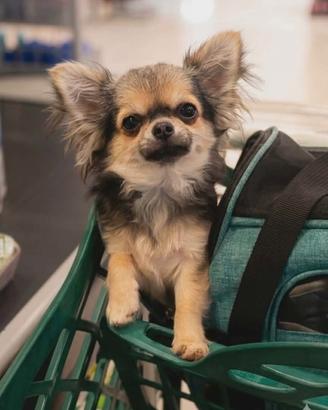 Chihuahua pelo lungo femminuccia mini