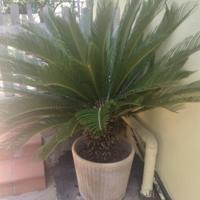 Cycas di 27 anni in vaso