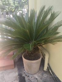 Cycas di 27 anni in vaso
