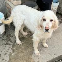 Liz 14 anni setter inglese