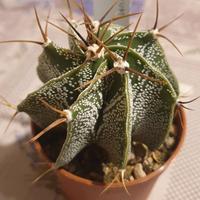 Astrophytum ornatum ibrido 