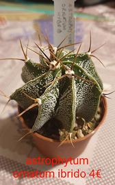 Astrophytum ornatum ibrido 