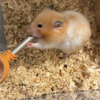 Cuccioli criceti dorato