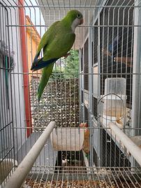 Monaco femmina portatrice di blu 2024