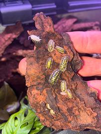 Isopodi Armadillidium maculatum