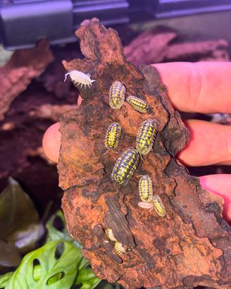 Isopodi Armadillidium maculatum